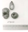 Click for 1 image(s) for this accession. FRUIT